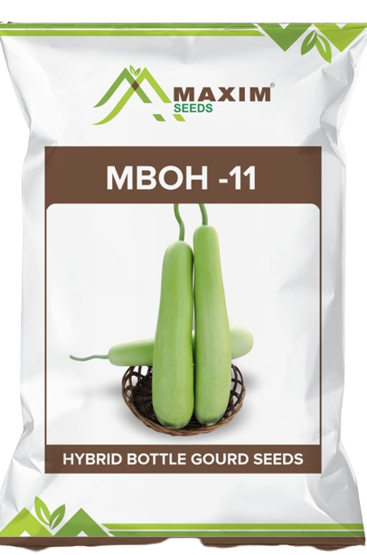 Maxim Seeds