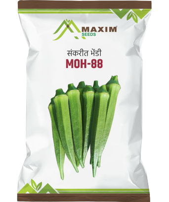 Maxim Okra