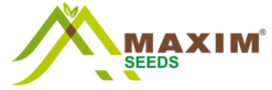 Maxim Seeds